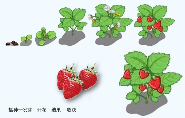李樹(shù)華：園藝療法保持復工后身心健康