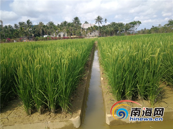 海南大山泰景觀(guān)發(fā)動(dòng)村民參與文旅項目建設