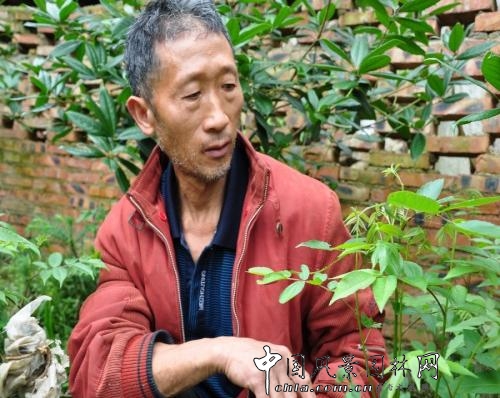 園林專(zhuān)利_新品種_園林科技