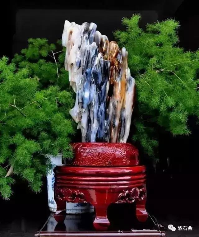 奇石鑒賞：比玉還貴的樹(shù)化玉
