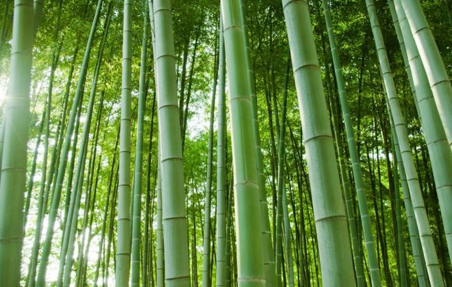 《“以竹代塑”全球行動(dòng)計劃（2023—2030）》發(fā)布
