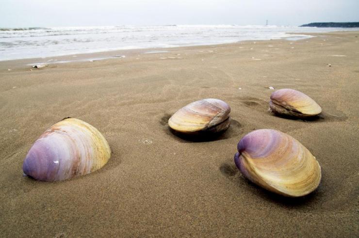 迎國際生物圈保護區日 關(guān)注海岸帶文態(tài)空間